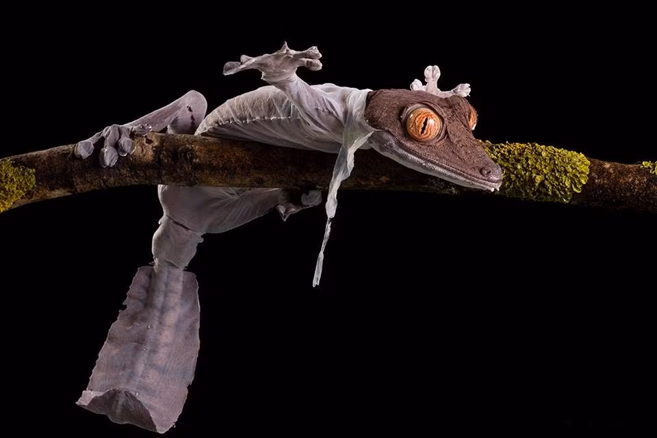 Khi lớp da cũ bị bong, bị xé rách trong quá trình cọ xát vào cành cây, tắc kè sẽ từ từ chui ra khỏi lớp da cũ, thông thường từ phần đầu.