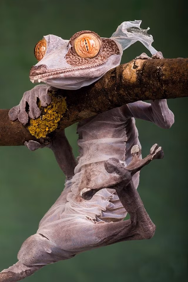 Khi lớp da cũ khô lại, trở nên lỏng lẻo và nhăn nhúm là thời điểm tắc kè phải lột xác.