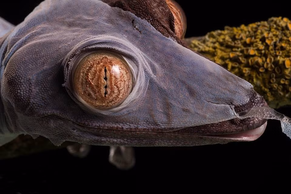 Tắc kè lột xác hay tắc kè lột da là một hiện tượng tự nhiên nhưng ít người nhìn thấy. Không giống như những loài động vật khác cả đời chỉ lột xác một lần hay nhiều năm mới lột xác một lần, tắc kè lột xác khá thường xuyên.