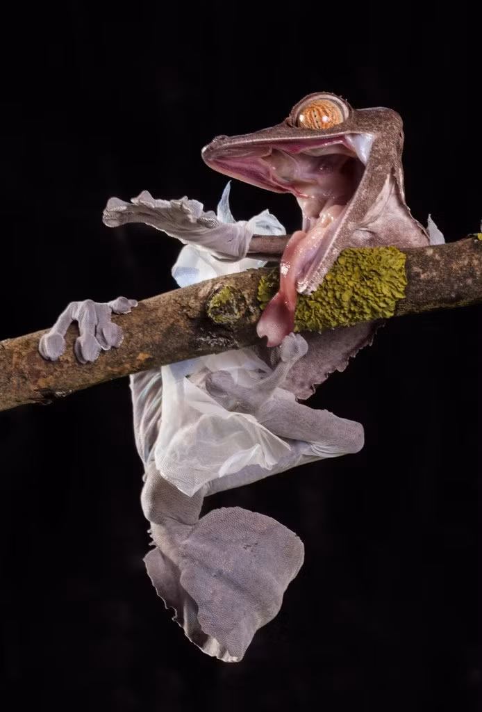 Hoàn thành 50% quá trình lột xác, con tắc kè thè lưỡi, há mồm kêu gào vui vẻ nhưng trong mắt con người, bộ dạng lúc đó của nó trông rất đáng sợ.