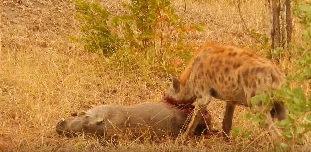 Khi rúc sâu vào cơ thể lợn rừng để ăn tươi nuốt sống con mồi, gương mặt của linh cẩu đẫm máu trông rất đáng sợ.