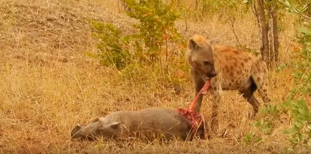 Linh cẩu thản nhiên cắn nát bụng của lợn rừng, ăn phần nội tạng trước mà vẫn để cho lợn rừng sống, cảm nhận sự đau đớn cùng cực.