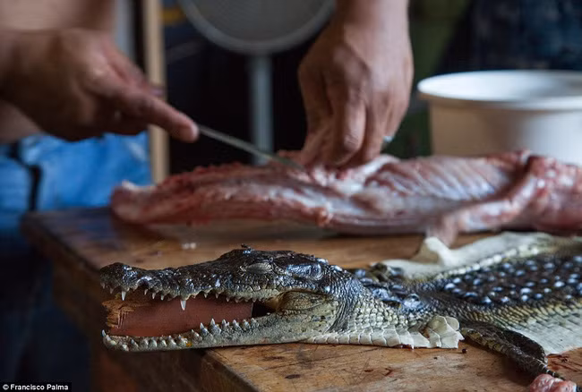 Nhiều con cá sấu sau khi chịu nhục hình lột da vẫn chưa chết hẳn, chúng vẫy vùng trong cảm giác đau đớn.