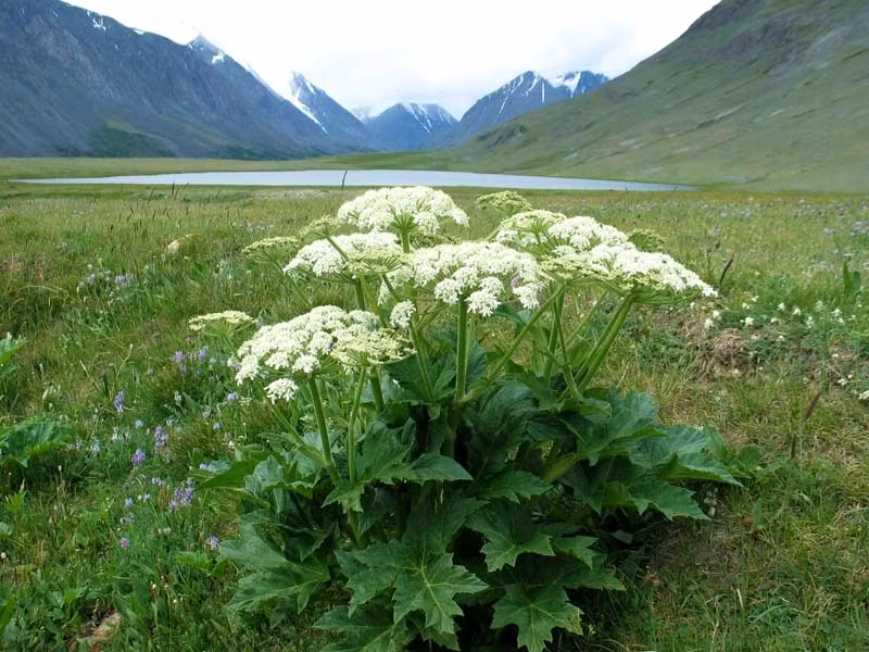 Vỏ cây màu xanh nhưng khá lạ ở chỗ có nhiều đốm màu hơi đỏ tía, loang lổ. Hoa nhỏ màu trắng, kết thành chùm, bán kính chùm hoa có thể tới 30cm, rất thu hút và nổi bật.