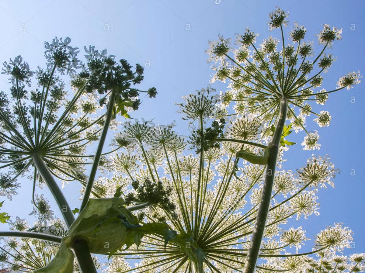 Các nhà khoa học đưa ra cảnh báo, không được tiếp xúc trực tiếp với loài hoa khi nhìn thấy chúng. Nên gọi chuyên gia, những người có kinh nghiệm trong việc xử lý các loài thực vật có độc.