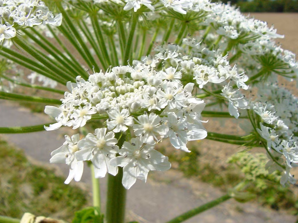 Heracleum mantegazzianum có nguồn gốc tự nhiên từ khu vực Trung Á, nhưng nay đã phát tán ra nhiều nơi khắp châu Âu, Bắc Mỹ, châu Úc và rải rác nhiều nơi trên thế giới. Mặc dù khi nở hoa, những bông hoa chụm lại rồi xòe tán giống như hình chiếc ô rất đẹp nhưng thực chất loài cây này loài thực vật xâm lấn có hại, nguy hiểm.