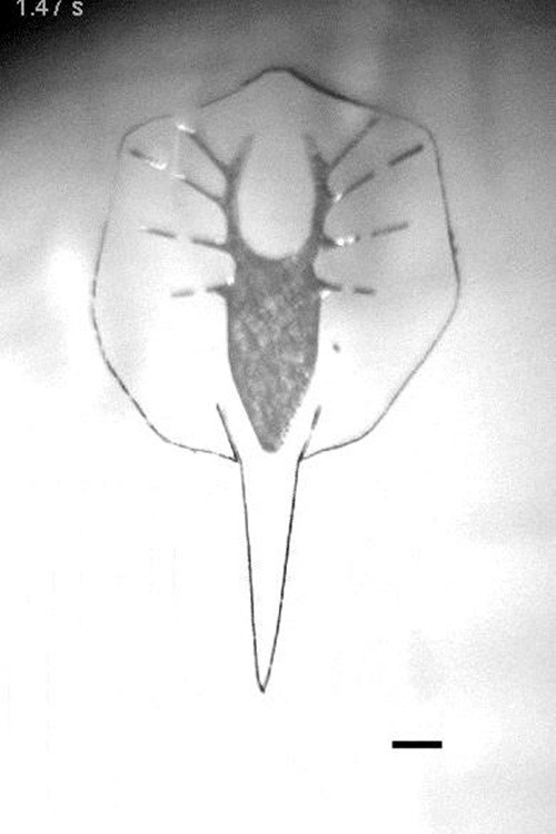 Tuy vậy, vì không có hệ miễn dịch nên nếu đưa robot cá đuối vào một môi trường tự nhiên nhiều vi khuẩn và nấm thì khả năng tồn tại của nó rất thấp. Theo Adam Feinberg, nhà nghiên cứu robot tại Đại học Carnegie Mellon, Mỹ, mặc dù đây là kết quả nhảy vọt trong kỹ thuật sinh hóa, là một phép lai kỳ diệu trong khoa học nhưng vẫn còn nhiều thử thách mà thế hệ robot mới phải vượt qua trước khi hoàn thiện. (Nguồn Sina)