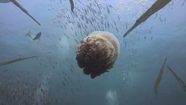 Có thể thấy, những con cá nhỏ là đối tượng dễ bị săn giết nhất dưới đáy biển. Chúng hoàn toàn không có khả năng tự bảo vệ mình trước những kẻ săn mồi hung hăng, háu đói. (Nguồn Dailymail)