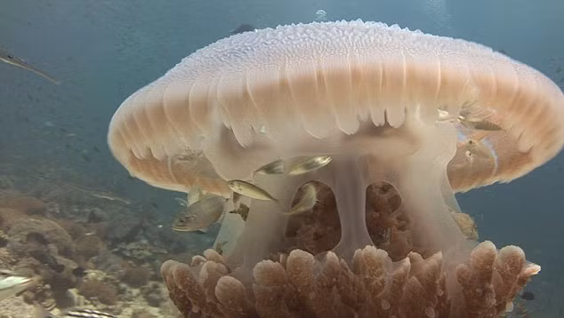 Biết rõ ưu điểm, khuyết điểm của mình, những con cá nhỏ nhanh trí dựa dẫm vào sứa biển khổng lồ. Chúng bơi nhẹ nhàng vòng quanh những con sứa, quá trình mở ra cụp vào của tán sức không làm ảnh hưởng đến việc di chuyển của cá nhỏ. (Nguồn Dailymail)