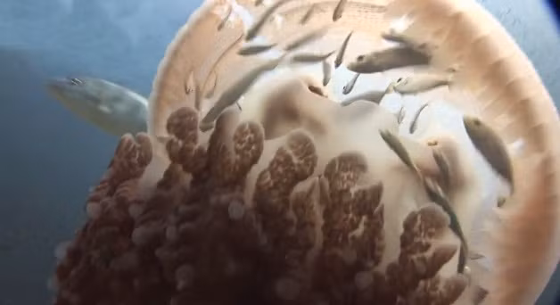 Trong ảnh là một con sứa khổng lồ Versuriga anadyomene đang che chở cho đàn cá nhỏ di chuyển. (Nguồn Dailymail)