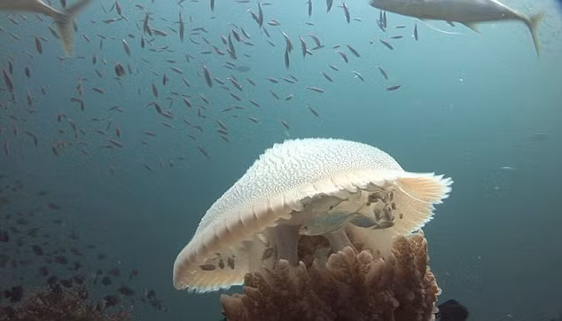 Núp dưới sự bảo vệ của con sứa khổng lồ, đàn cá nhỏ an toàn di chuyển đến những nơi cách xa kẻ săn mồi nguy hiểm. (Nguồn Dailymail)