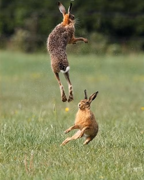 Thỏ nâu chủ yếu hoạt động vào ban đêm, ban ngày chúng thường nghỉ ngơi, chơi đùa nhởn nhơ cùng nhau.