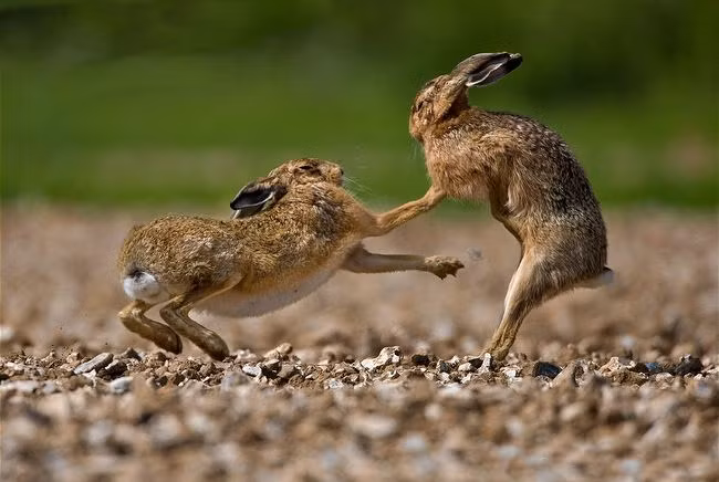 Hiện tượng nổi tiếng "Thỏ điên Tháng Ba" cũng liên quan đến việc con thỏ cái không thể tiếp thu liên tục được sự đam mê tình dục của thỏ đực.