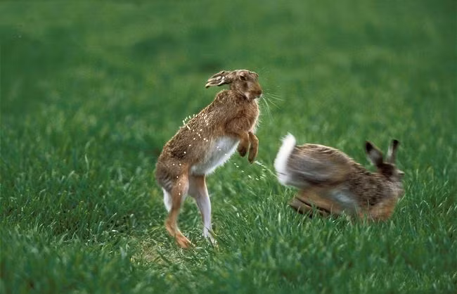 Hoạt động tán tỉnh, giao phối cũng thường diễn ra vào ban ngày.