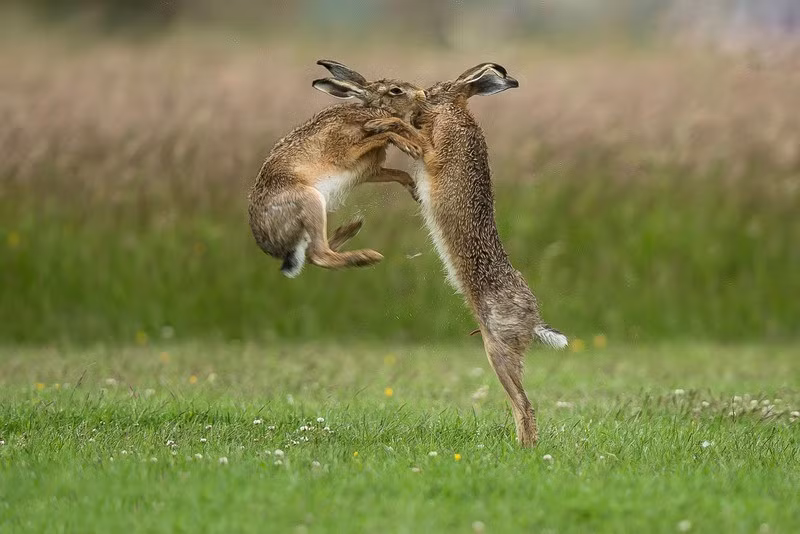 Mặc dù va chạm mạnh nhưng nhưng chúng đều cố gắng không làm bạn tình bị thương, tránh làm ảnh hưởng đến cuộc yêu sau này.