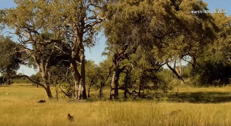 Chim hồng hoàng, một trong những loài chim đặc biệt nhất ở châu Phi thực sự vô cùng mạnh mẽ, sở hữu chiếc mỏ sừng cứng như sắt, chim hồng hoàng là nỗi khiếp sợ của nhiều loài động vật nhỏ, thậm chí là cả rắn.