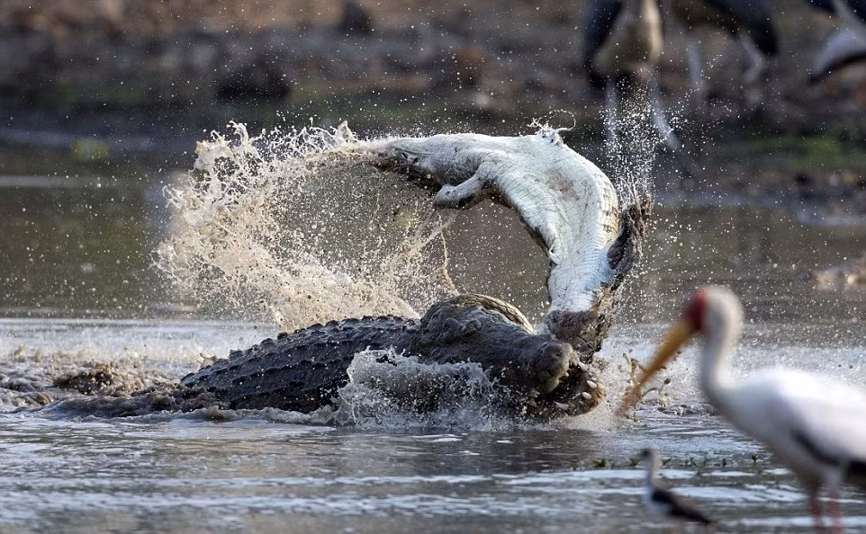 Trong thiên nhiên hoang dã, những quy luật sinh tồn khắc nghiệt luôn khiến bất cứ người nào có dịp chứng kiến rợn tóc gáy. Nhiếp ảnh gia Jens Cullman vô cùng bất ngờ khi đang quan sát mặt hồ thì đột nhiệt thấy động dưới mặt nước. (Nguồn Dailymail)