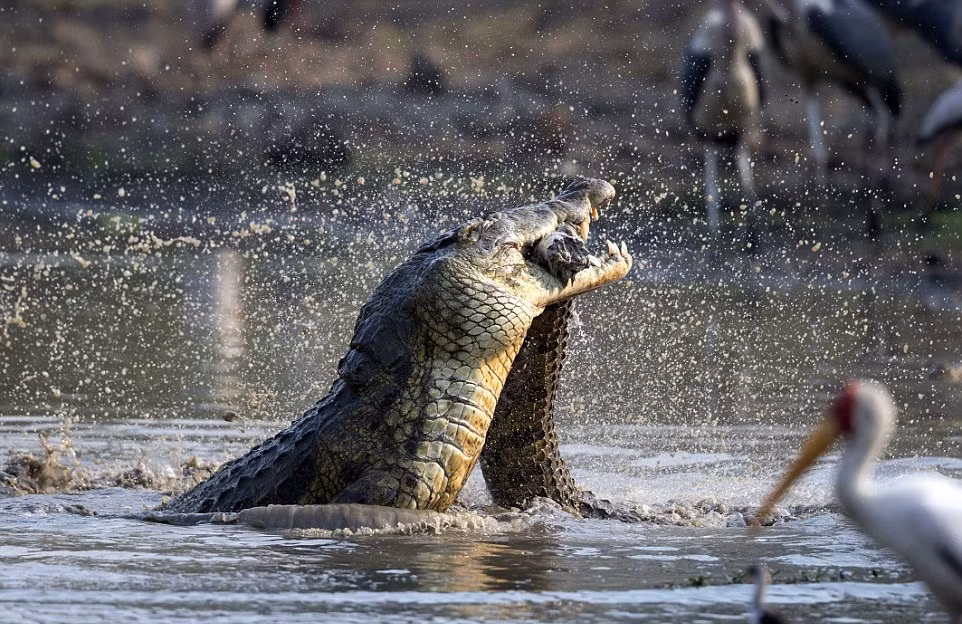 Jens Cullman cho biết ông rất ngạc nhiên khi lần đầu tiên được chứng kiến cảnh tượng cá sấu tấn công và ăn thịt đồng loại. Đây là hiện tượng cực hiếm khi xảy ra. (Nguồn Dailymail)