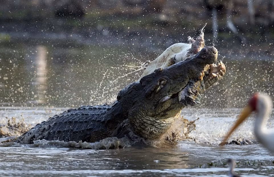 Tuy nhiên con cá sấu khổng lồ tham lam không để lại một mẩu thịt thừa nào, nó lôi kéo xác của con cá sấu nhỏ tội nghiệp đến một góc xa và cắn nuốt thịt đồng loại ngon lành. (Nguồn Dailymail)