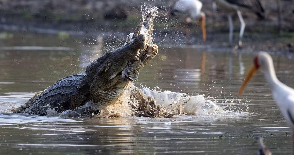 Bất chấp cảnh tượng bạo lực trước mặt, rất nhiều con chim trên bờ nhìn hau háu về phía cá sấu, mong mỏi sẽ được kiếm chác chút thịt. (Nguồn Dailymail)