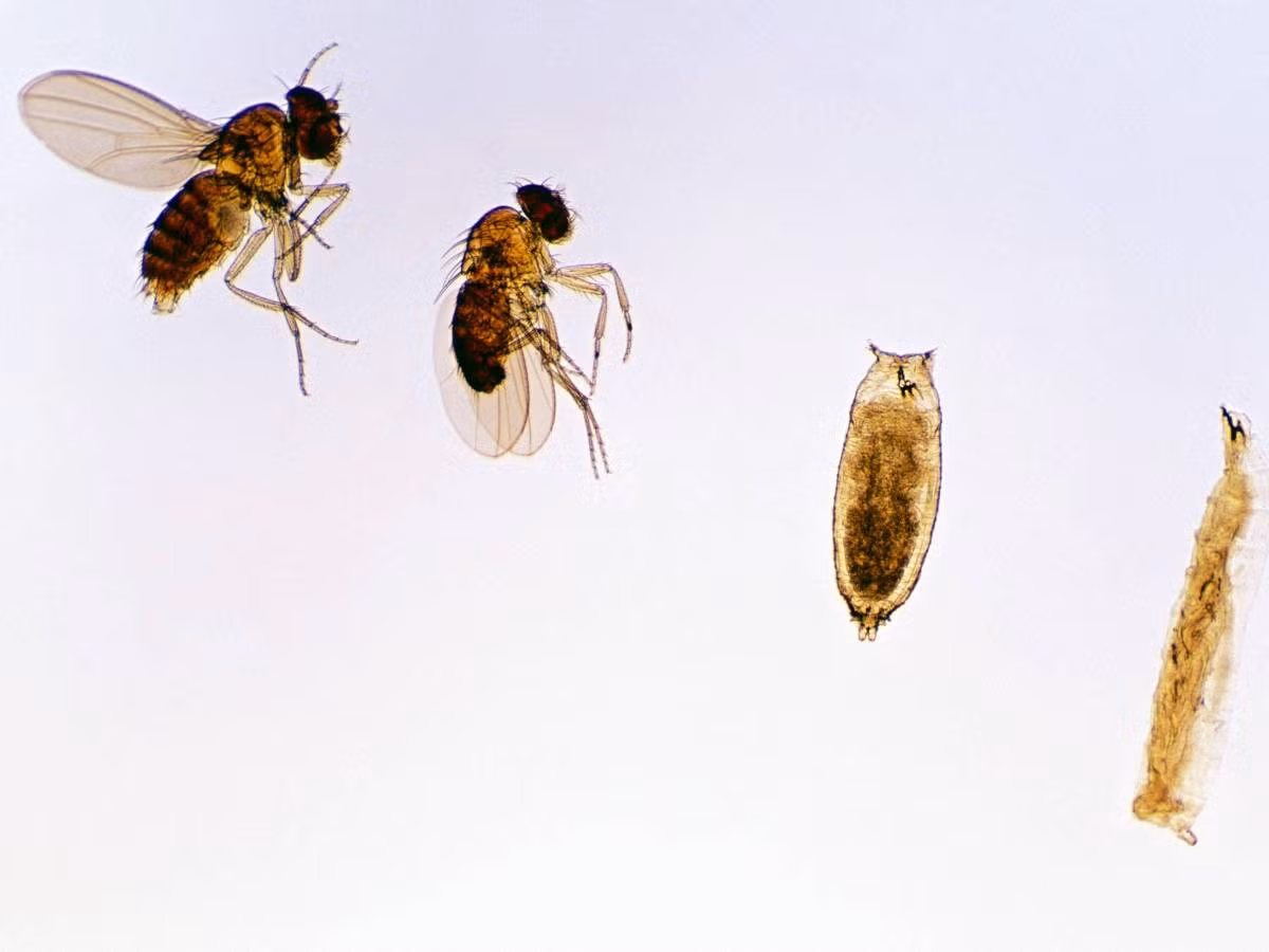 Ngoài ra, ruồi có thể lây nhiễm sang con người các bệnh vô cùng nguy hiểm như bệnh than, bệnh lao, sốt phó thương hàn, kiết lỵ, dịch tả, và vô số các bệnh khác có thể khiến bạn tiêu chảy. (Nguồn Allday)