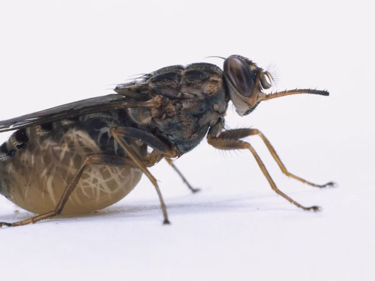 Đáng sợ hơn, những con ruồi kỳ lạ mà bạn có thể gặp phải trong khi đi du lịch tại các vùng khác nhau trên thế giới có thể lây lan các mầm bệnh thậm chí còn tồi tệ hơn. Trong hình là con ruồi xê xê ở châu Phi, cơ thể nó là chỗ trú ngụ của sinh vật đơn bào gây ám ảnh kinh hoàng như trypanosomes, loại sinh vật ăn mòn cơ bắp của bạn từ trong ra ngoài. (Nguồn Allday)