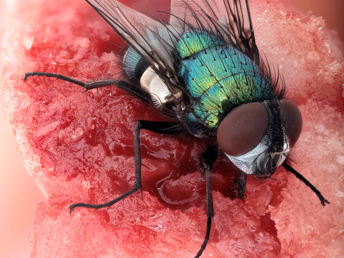 Vì vậy, chúng có thể bay vào thùng rác, đậu trên chất thải của một con chó, bàn bếp của bạn, trèo lên thịt sống rồi lại nhảy sang thịt nướng, sau đó nó sẽ nôn ra hỗn hợp mà nó đã hút vào trước đó trên món ăn của bạn. Quá trình này đương nhiên là quá trình chuyển nhượng vi trùng và mầm bệnh thành công nhất. (Nguồn Allday)