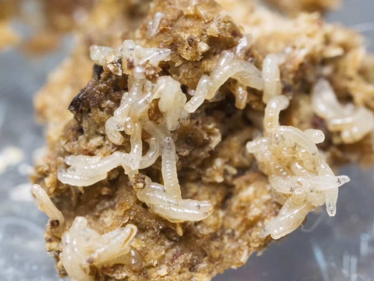 Cuối cùng, loài ruồi thực sự có thể lây truyền những quả trứng giun, sán sang thức ăn của bạn. (Nguồn Allday)