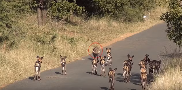 Khi phát hiện một con lợn rừng đang lang thang trên trục đường chính của công viên, đàn chó hoang ranh mãnh đã xuất gần như toàn bộ thực lực, hơn 10 thành viên âm trầm tiến về phía con lợn rừng.