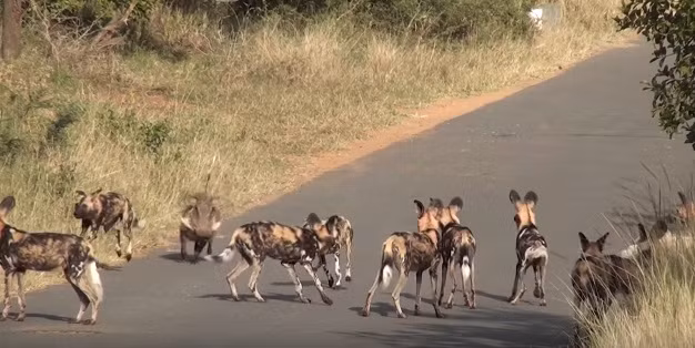 Lợn rừng đơn thương độc mã chống lại cả đàn chó hoang.