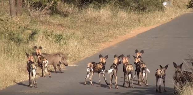 Con lợn rừng chọn cách vừa bộc phát sức mạnh vừa phòng thủ vững chắc. Chỉ cần có con chó hoang nào lao lên khiêu chiến, nó sẽ tận lực bung hết sức, hướng hai chiếc nanh sắc nhọn có thể tấn công cả những mãnh thú như báo đốm, sư tử để đe dọa kẻ thù.