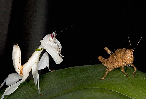 Một con bọ ngựa trắng đi săn đêm, nó giống hệt như một sát thủ bóng đêm thâm trầm, lãnh khốc.