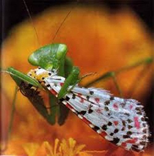 Cảnh tượng một con bọ ngựa xé xác, gặm nhấp thịt một con bướm xinh đẹp khiến nhiều người không khỏi rùng mình sợ hãi.