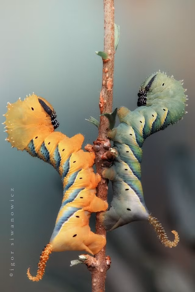 Bù lại, những tác phẩm nhiếp ảnh của Igor Siwanowicz thực sự mang về danh tiếng, tên tuổi, tiền bạc cho ông. (Nguồn Sina)