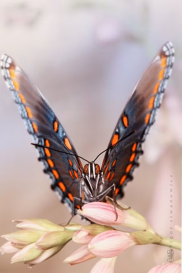 Gần như toàn bộ nền ảnh phía sau bị mờ, chân dung của những loài côn trùng cũng nhờ thế trở nên sắc nét, sống động, chân thực hơn bao giờ hết. (Nguồn Sina)