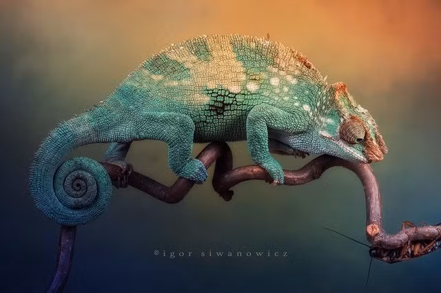 Mặc dù là nhiếp ảnh gia động vật hoang dã nhưng Igor không dấn thân vào con đường chụp lại những pha kịch tính, giật gân mà tập trung vào thể hiện vẻ đẹp tự nhiên của những loài động vật nhỏ. (Nguồn Sina)