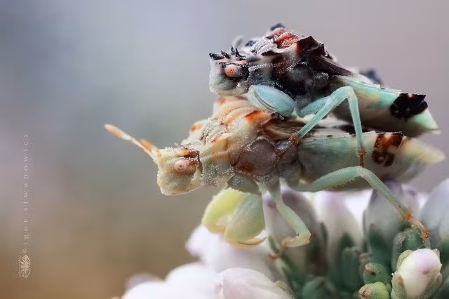 Lấy nghệ thuật chụp ảnh vi mô làm chủ đạo, nhiếp ảnh gia tài năng sử dụng kỹ thuật chụp ảnh macro, nhấn vào chủ thể duy nhất là những con côn trùng, những con tắc kè hoa, những con bướm xinh đẹp... (Nguồn Sina)