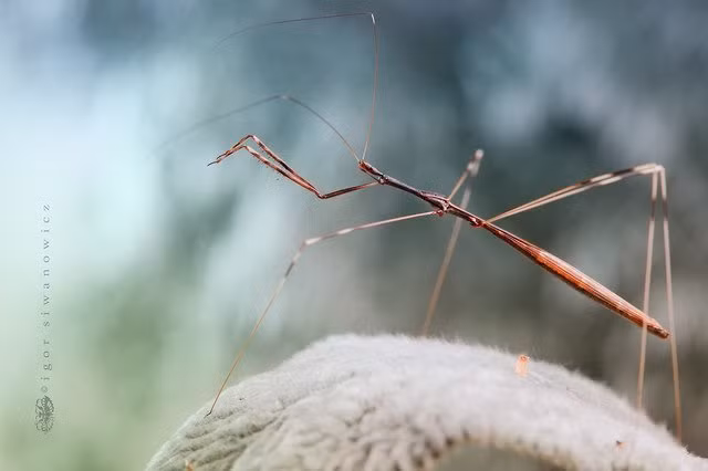 Theo những chia sẻ của nhiếp ảnh gia nổi tiếng này, từ bé ông đã bị cuốn hút với thế giới của những loài động vật bé nhỏ. (Nguồn Sina)