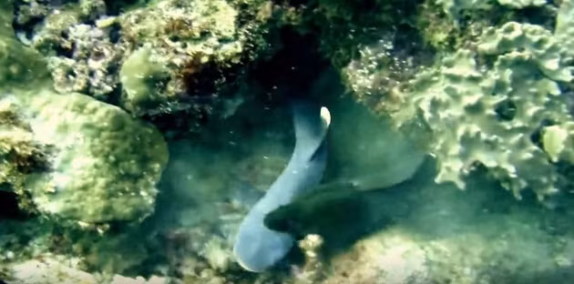 Được mệnh danh là chúa tể của các rạn san hô, những con lươn Moray có thể dễ dàng săn giết các loài cá khác nhỏ hơn mình bằng cách ẩn nấp và tấn công bất ngờ. Con cá mập chưa trưởng thành này là một nạn nhân của nó.