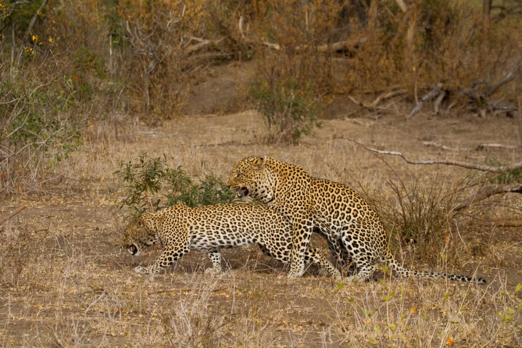 Sau một cái ngáp, một cái vươn vai khởi động, con báo hoa mai cái nhìn chăm chú về phía con đực và quyết định "tấn công" bạn tình. Nó đi đến phía trước của báo hoa mai được và nằm xuống, cọ sát vào bạn tình để khuyến khích, biểu hiện rõ mong muốn được "yêu". (Nguồn Londolozi)