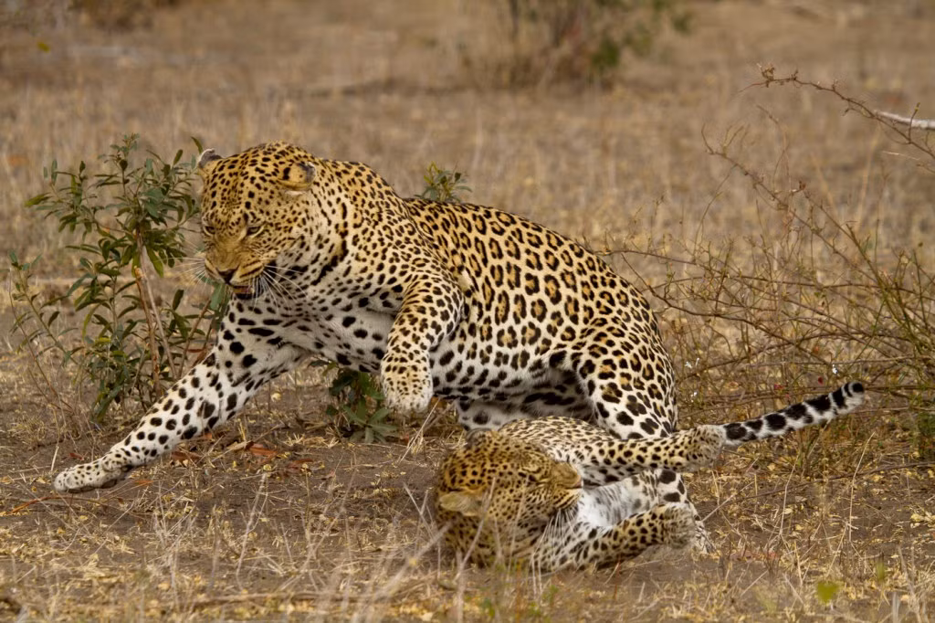 Điều này có nghĩa là sau khoảng thời gian gần một tuần lễ mặn nồng, cặp đôi báo hoa mai có thể giao phối trên dưới 300 lần. (Nguồn Londolozi)