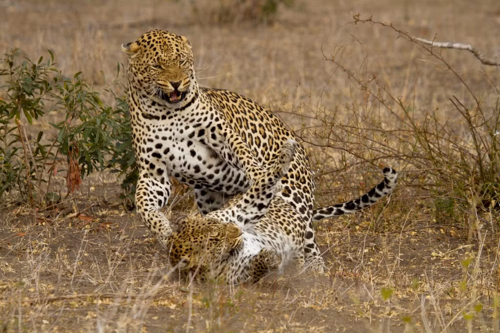 Vào thời kỳ động dục, khi báo hoa mai tìm được đối tác ăn ý, cặp đôi có thể ở bên nhau 5 ngày liên tục để "mây mưa". Trong khoảng thời gian này, trung bình cứ 20 phút, cặp đôi sẽ giao phối một lần. (Nguồn Londolozi)