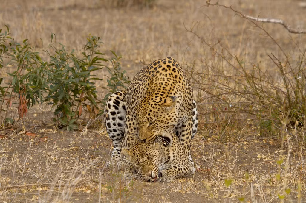 Theo một số nhà nghiên cứu đang quan sát cặp đôi báo này, con báo hoa mai cái này đã giao phối một lần cách lần này khoảng mấy tháng nhưng thất bại trong việc thụ thai. (Nguồn Londolozi)