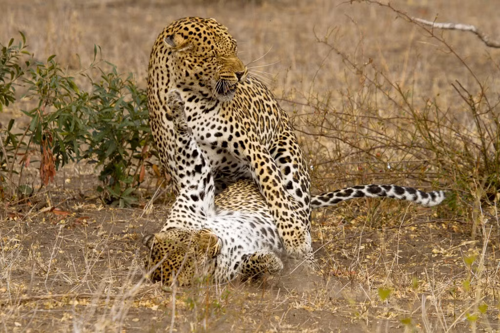 Toàn bộ cuộc yêu của loài động vật này diễn ra rất mạnh mẽ. Tuy nhiên những cuộc yêu này kéo dài chỉ khoảng trên dưới một phút. (Nguồn Londolozi)