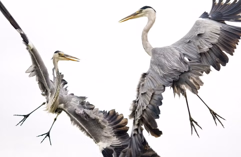 Lúc bình thường, diệc xám là loài động vật ôn hòa, nhưng khi liên quan đến thức ăn, chúng sẽ trở mặt với nhau, đặc biệt trong thời điểm thức ăn khan hiếm, những trận không chiến của chim diệc xám để tranh cướp con mồi sẽ diễn ra thường xuyên hơn. (Nguồn Dailymail)