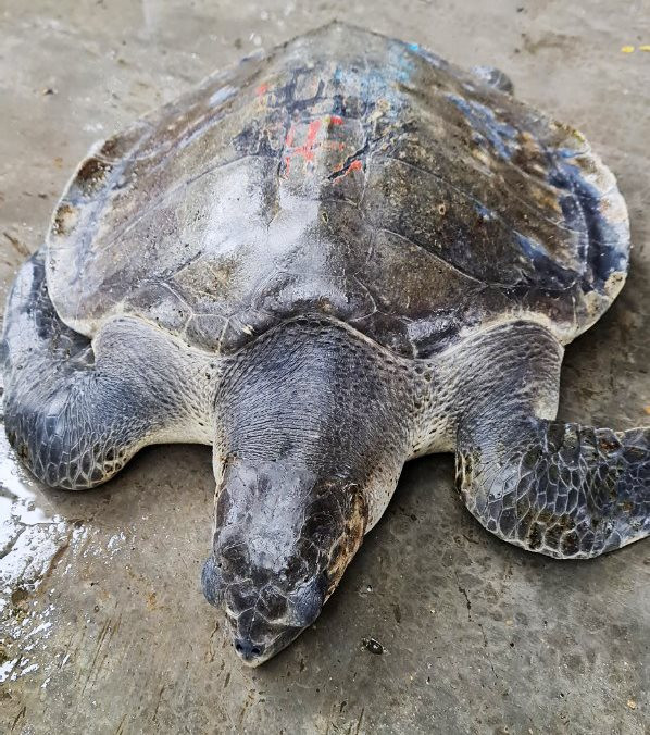 Thả cá thể rùa biển “quý như vàng” về đại dương - Hình 2 Tha ca the rua bien “quy nhu vang” ve dai duong-Hinh-2