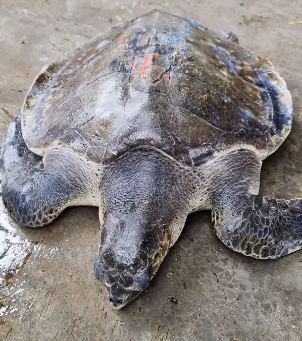 Tha ca the rua bien “quy nhu vang” ve dai duong-Hinh-2