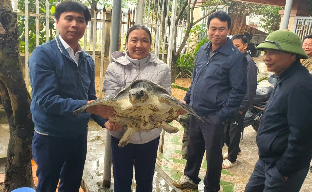 Thả cá thể rùa biển “quý như vàng” về đại dương Tha ca the rua bien “quy nhu vang” ve dai duong