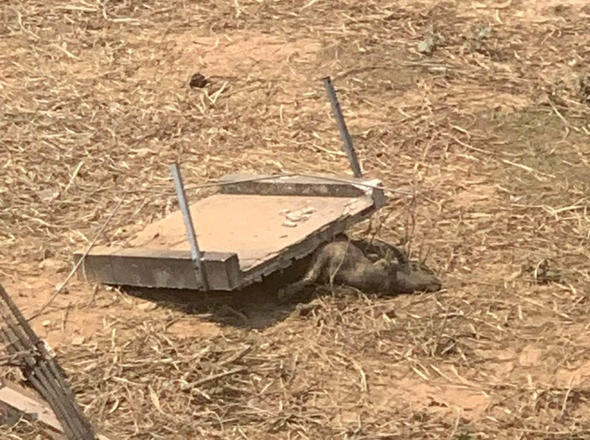 Rất may, sự cố không gây thiệt hại về người, chỉ có một con trâu của người dân chăn thả ở bãi bồi bị thành cầu rơi trúng đè chết.