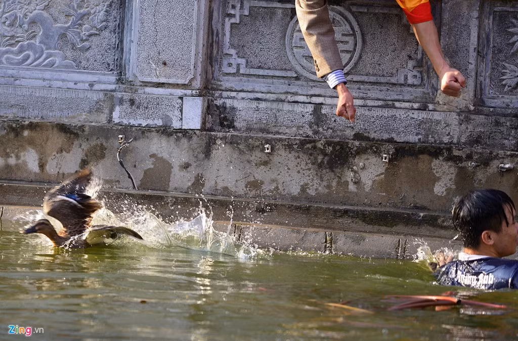 Nhiều người đứng trên bờ phụ giúp người dưới hồ bắt vịt, nhưng khá khó khăn. Phần lớn họ đều để vụt khỏi tay.
